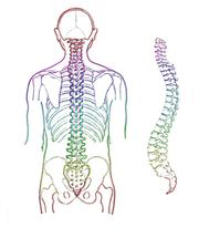 Alexander Technique illustration of the human spine